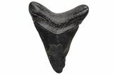 Bargain, Fossil Megalodon Tooth - South Carolina #233688-1